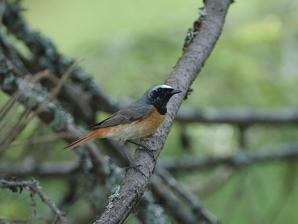 Leppälintu, Common Redstart, Phoenicurus phoenicurus